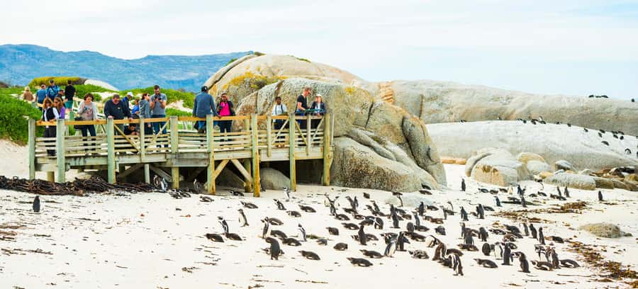 Cape Town: Boulders Penguin Colony Prebooked Entry Ticket - Should you book the Boulders Penguin Colony ticket?