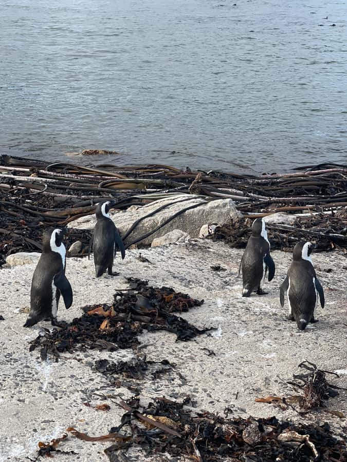 Cape Town: Cape Agulhas and Stony Point Penguin Tour - Who should book this experience?