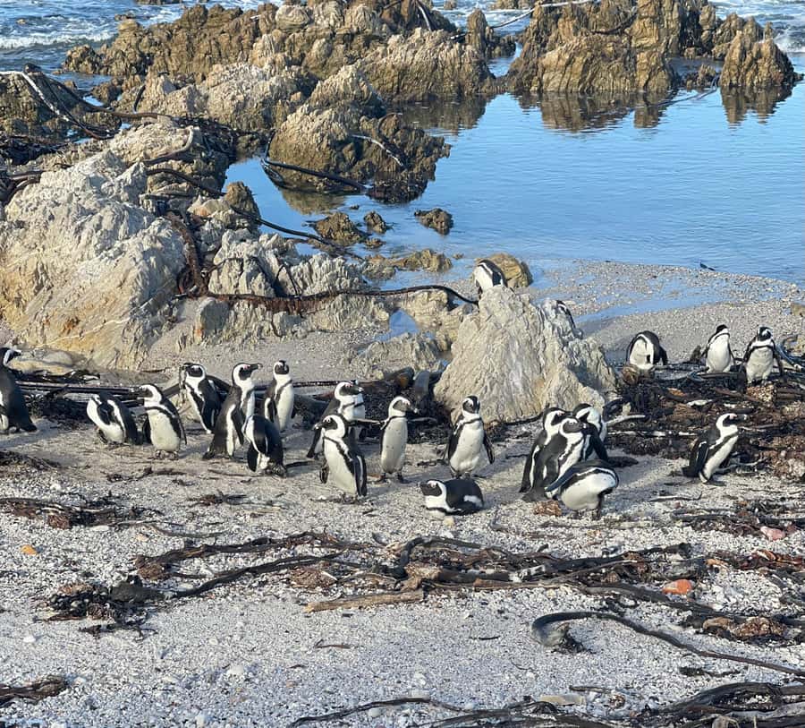 Cape Town: Cape Agulhas and Stony Point Penguin Tour - Hermanus, lunch, and the chance of whales