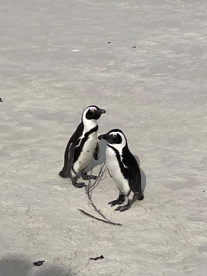 Cape Town: Cape Agulhas and Stony Point Penguin Tour - The long drive and the real value of $249