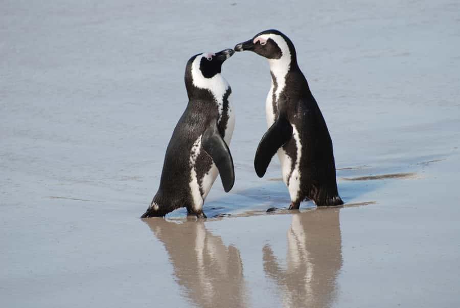 Cape Town: Cape of Good Hope and Penguins Full-Day Tour - Hout Bay and the optional seal cruise
