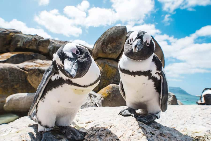 Cape Town: Cape of Good Hope and Penguins Full-Day Tour - Guides, group size, and the human side of the day