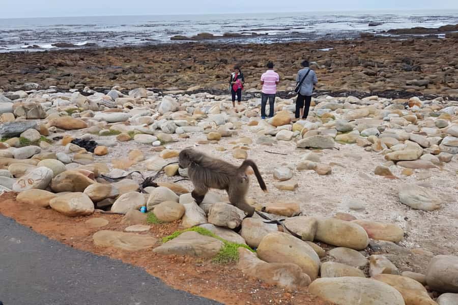 Cape Town: Cape of Good Hope and Penguins Full-Day Tour - Bo-Kaap and the Atlantic Seaboard
