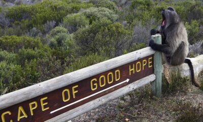 CAPE OF GOOD HOPE AND PENGUINS PRIVATE FULL DAY.