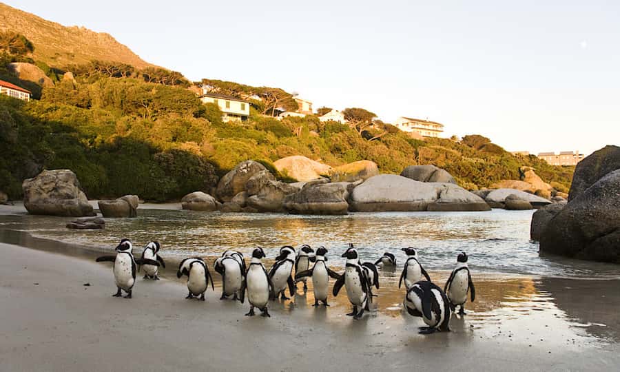 Cape Town: CAPE OF GOOD HOPE AND PENGUINS PRIVATE FULL DAY. - Simon’s Town and the penguins at Boulders Beach