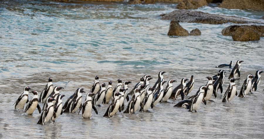 Cape Town: Cape of Good Hope & Penguin Colony Entry Ticket - Starting at Boulders Penguin Colony
