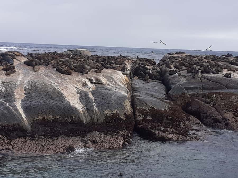 Cape Town: Cape of Good Hope, Seals and Penguins Day Tour - Boulders Beach and African penguins