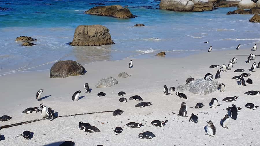Cape Town: Cape of Good Hope, Seals and Penguins Day Tour - Muizenberg’s bright beach huts
