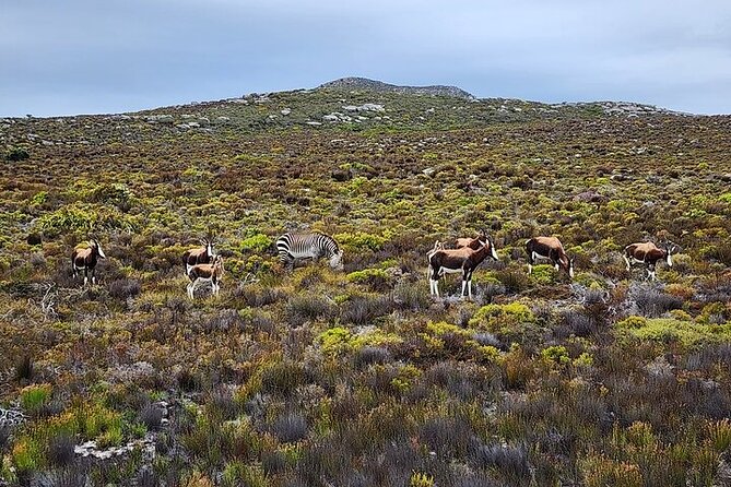Cape Town: Cape of Good Hope Tour, Penguin Beach & Table Mountain - Boulders Beach is the emotional high point