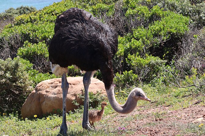 Cape Town: Cape of Good Hope Tour, Penguin Beach & Table Mountain - Muizenberg ends the route with color and surf