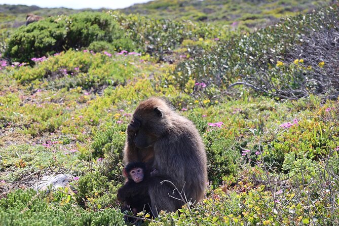 Cape Town: Cape of Good Hope Tour, Penguin Beach & Table Mountain - Maidens Cove and Chapmans Peak bring the sea close