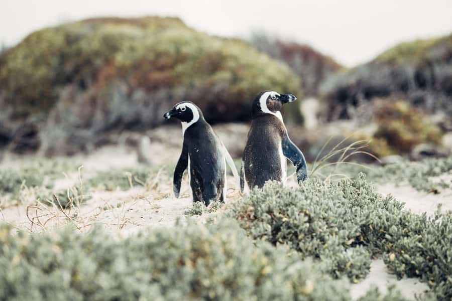 Cape Town: Cape Point and Penguin Colony Full Day Tour - Key points at a glance