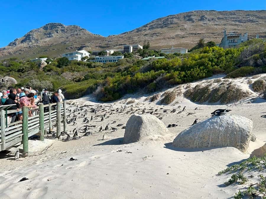 Cape Town: Full Day Cape of Good Hope with Penguins Tour - The Cape of Good Hope: famous name, short stop