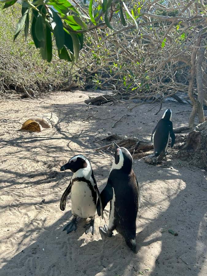 Cape Town: Full Day Cape of Good Hope with Penguins Tour - Boulders Beach: the penguin stop that costs extra