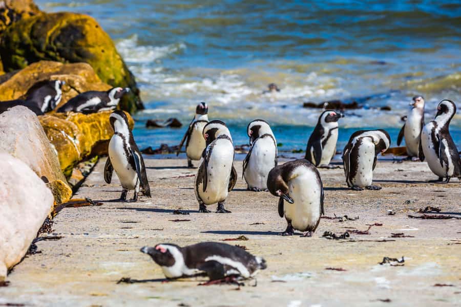 Cape Town: Full-Day Cape Peninsula and Penguins Tour - Key points at a glance