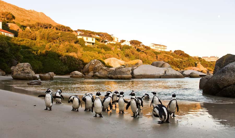 Cape Town: Full-Day Cape Peninsula and Penguins Tour - Why this Cape Peninsula tour works
