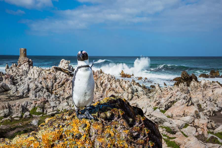 Cape Town: Full-Day Cape Peninsula and Penguins Tour - Sea Point, Maiden’s Cove, and Camps Bay