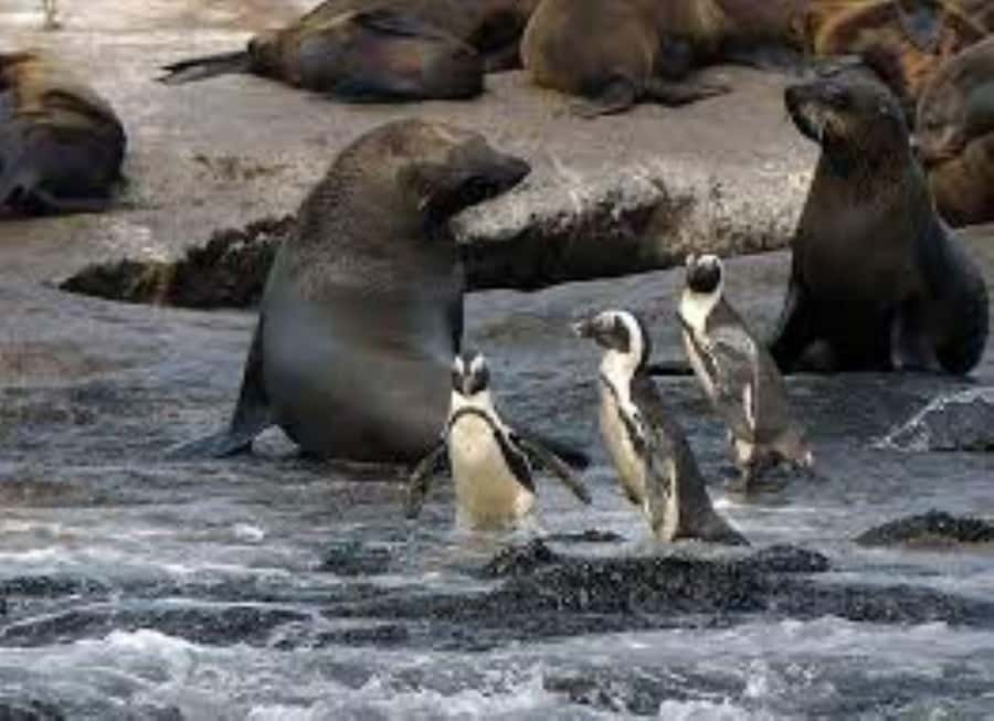 Cape Town: Full-Day Cape Peninsula Tour & Penguin Beach - Key points to know before booking