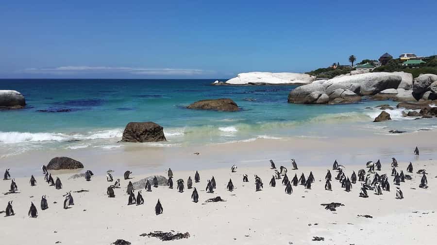 Cape Town: Full-Day Cape Peninsula Tour & Penguin Beach - What the $46 price really covers
