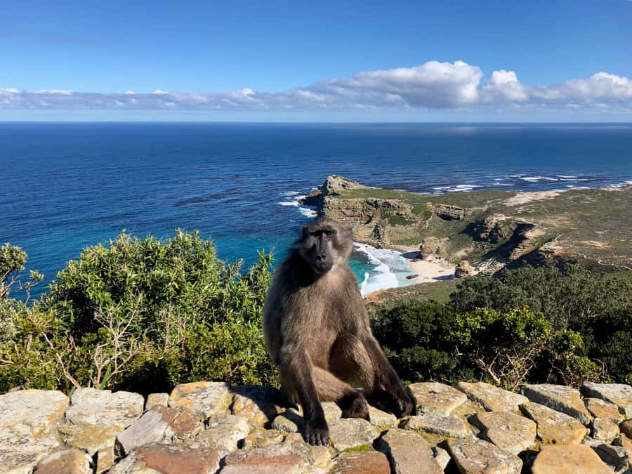 Cape Town: Full-Day Private Tour with Cape Point & Penguins - Key points to know before you book
