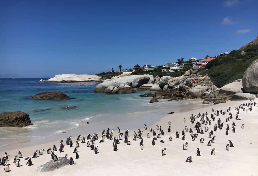 Cape Town: Full-Day Private Tour with Cape Point & Penguins - Kommetjie and the ostrich farm stop
