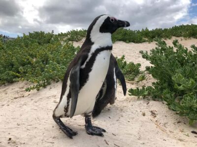 Full-Day Private Tour with Cape Point & Penguins
