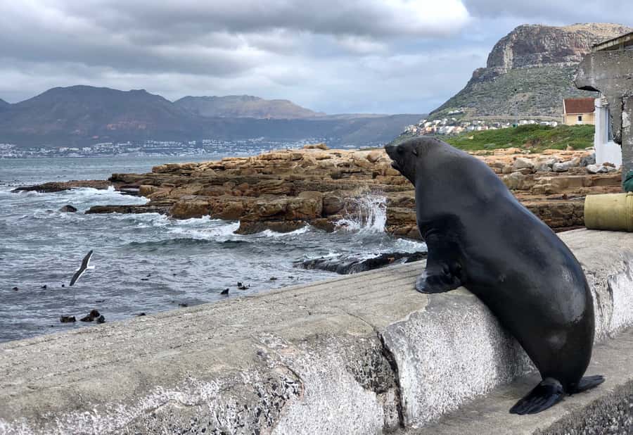 Cape Town: Full-Day Private Tour with Cape Point & Penguins - Boyes Drive and the Shark Spotters lookout