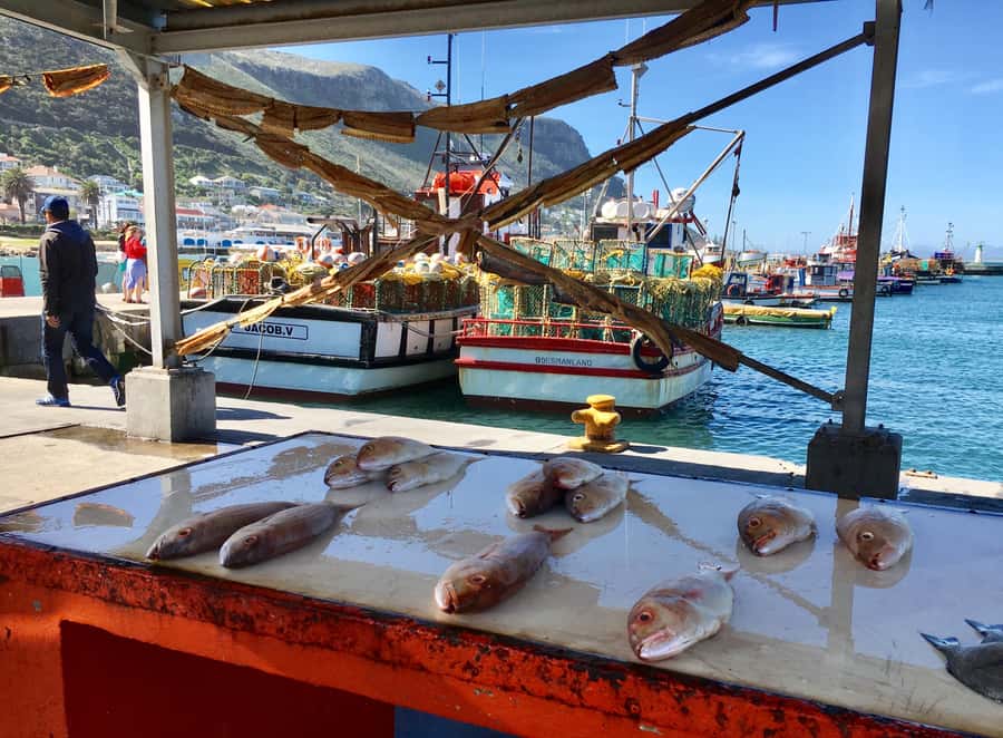 Cape Town: Full-Day Private Tour with Cape Point & Penguins - Constantia wine, or beer in Noordhoek