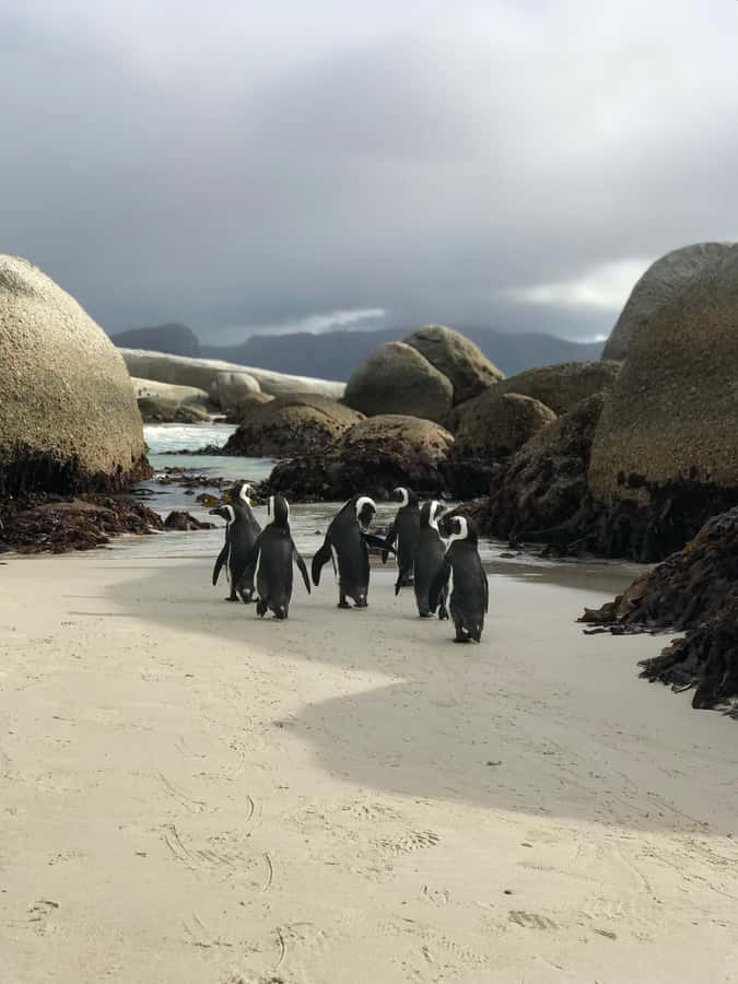 Cape Town: Half-Day Boulders Beach & Penguin Encounter Tour - Why Boulders Beach is worth your morning