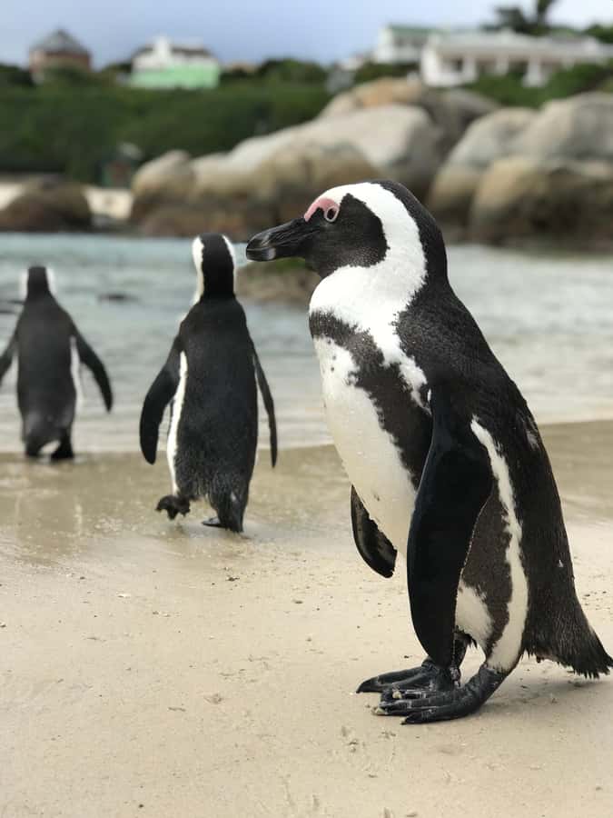 Cape Town: Half-Day Boulders Beach & Penguin Encounter Tour - Three hours for beach time at Boulders