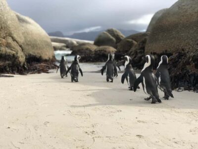 Half-Day Boulders Beach & Penguin Encounter Tour