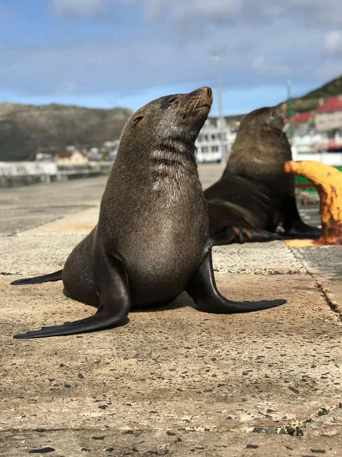 Cape Town: Half-Day Boulders Beach & Penguin Encounter Tour - Chapmans Peak Drive brings the best views