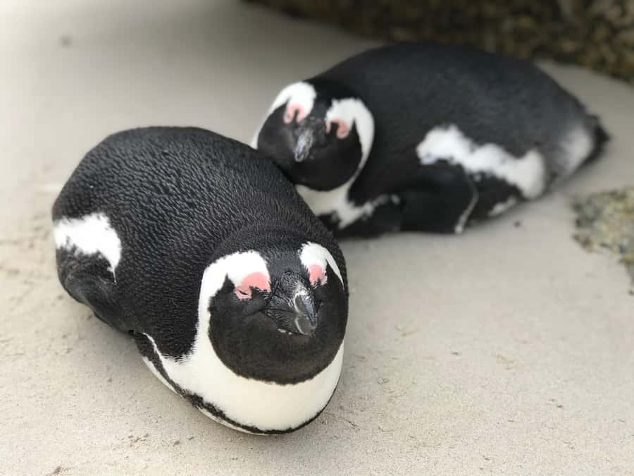 Cape Town: Half-Day Boulders Beach & Penguin Encounter Tour - A small van makes the five-hour schedule work