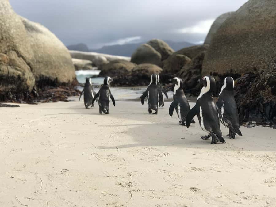 Cape Town: Half-Day Boulders Beach & Penguin Encounter Tour - What the boardwalk and colony visit feel like