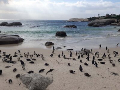 Halfday African Penguin tour