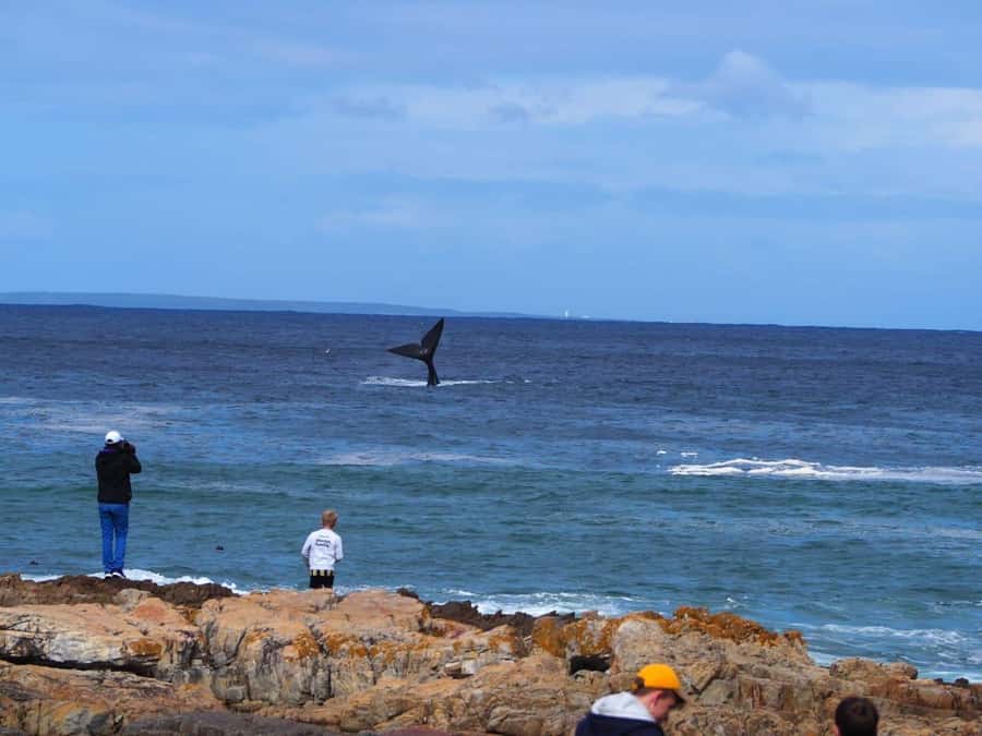 Cape Town: Hermanus Whale Watching Shared Boat & Penguins - What to expect at Hermanus New Harbour