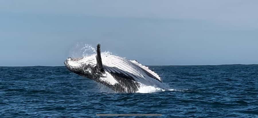 Cape Town: Hermanus Whale Watching Shared Boat & Penguins - The guide can make or break the day