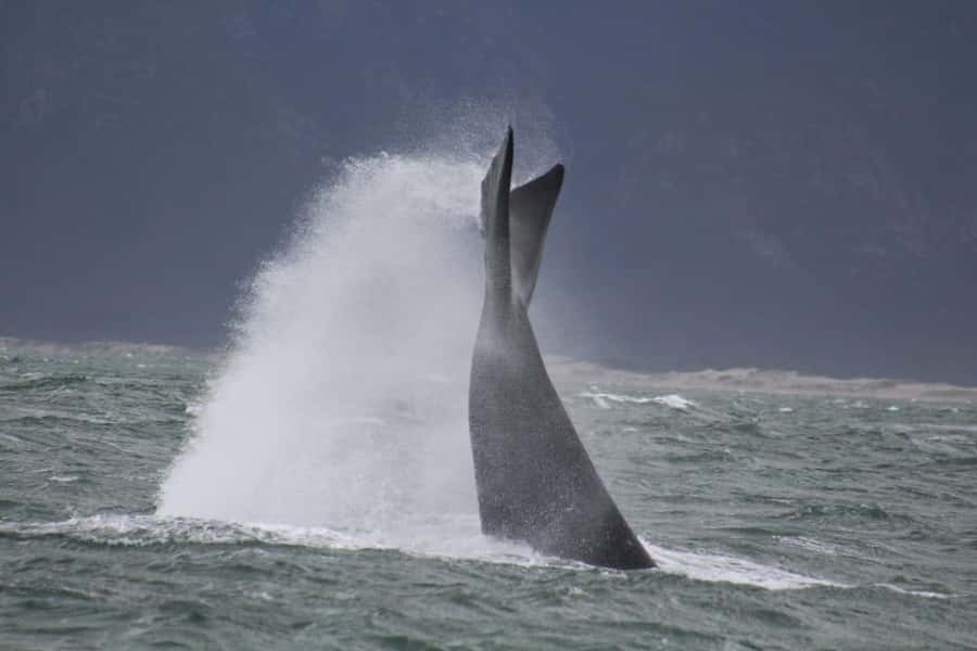 Cape Town: Hermanus Whale Watching Shared Boat & Penguins - Who will enjoy this tour most?
