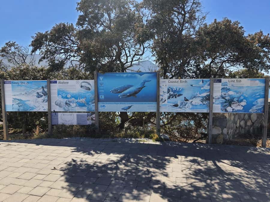 Cape Town: Hermanus Whale Watching Shared Boat & Penguins - From Cape Town to Hermanus by private vehicle