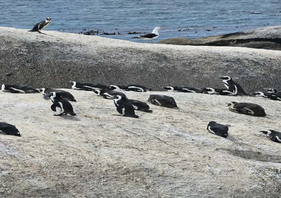 Cape Town: Penguin Watching at Boulders Beach Half Day Tour - Key points to know before booking