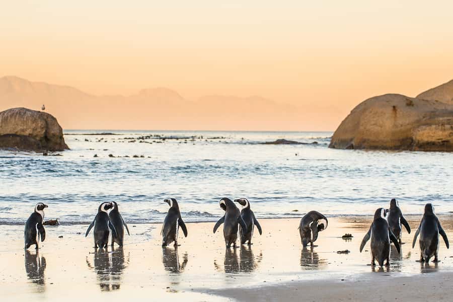 Cape Town: Penguins & Cape of Good Hope Day Tour with Pickup - Why this Cape Peninsula day trip works