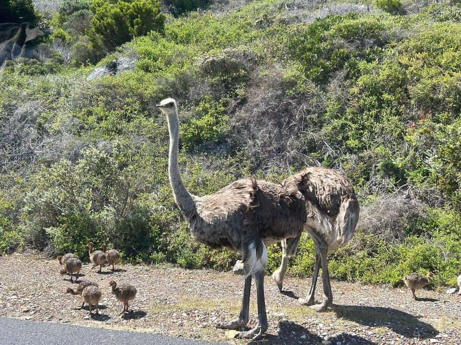 Cape Town: Penguins & Cape of Good Hope Day Tour with Pickup - Price, extra fees, and who gets good value