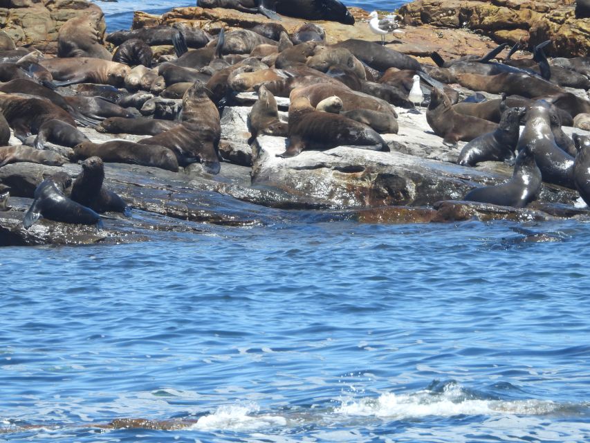 Cape Town: Penguins & Cape of Good Hope Half Day Shared Tour - Should you book it?