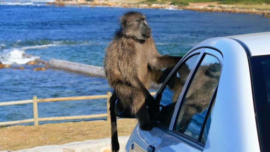 Cape Town: Penguins & Cape of Good Hope Half Day Shared Tour - Why this half-day route works
