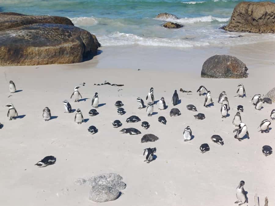 Cape Town: Penguins & Cape of Good Hope Half-Day Tour - Boulders Beach and the African penguin colony