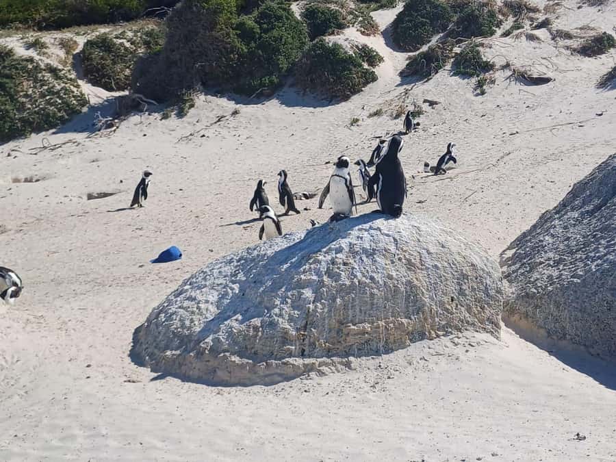 Cape Town: Penguins & Cape of Good Hope Half-Day Tour - Who should book it