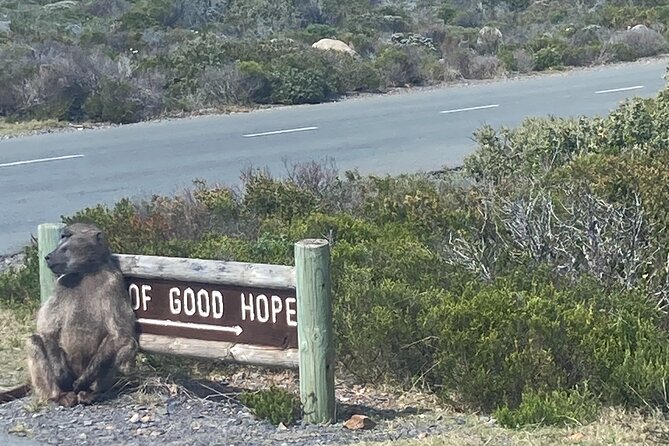 Cape Town: Peninsula, Cape of Good Hope and Penguins Tour - Who should book this tour?