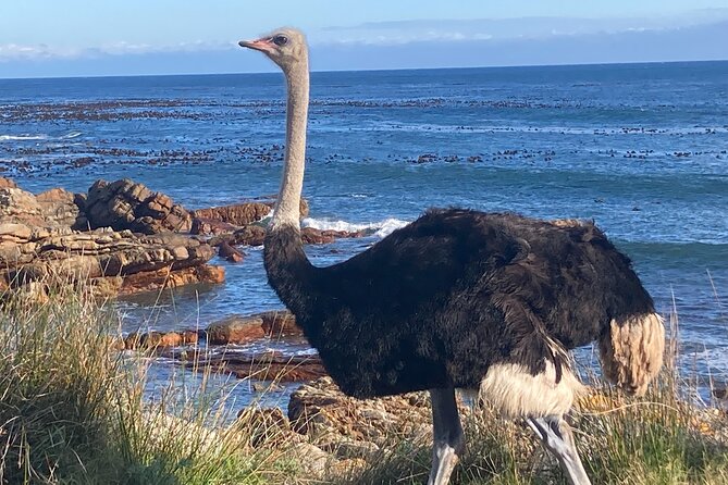 Cape Town: Peninsula, Cape of Good Hope and Penguins Tour - Camps Bay: a quick look at Cape Town’s beach life