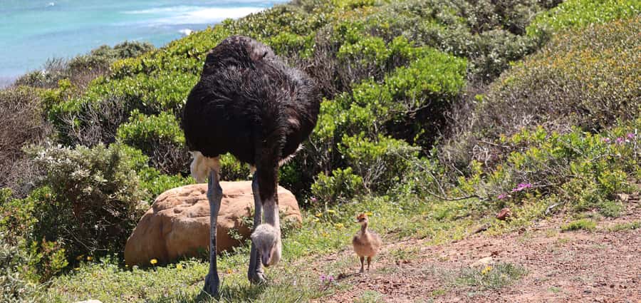 Cape Town: Peninsula, Penguins & Cape of Good Hope Day Tour - Comfort, Pace, and What to Pack