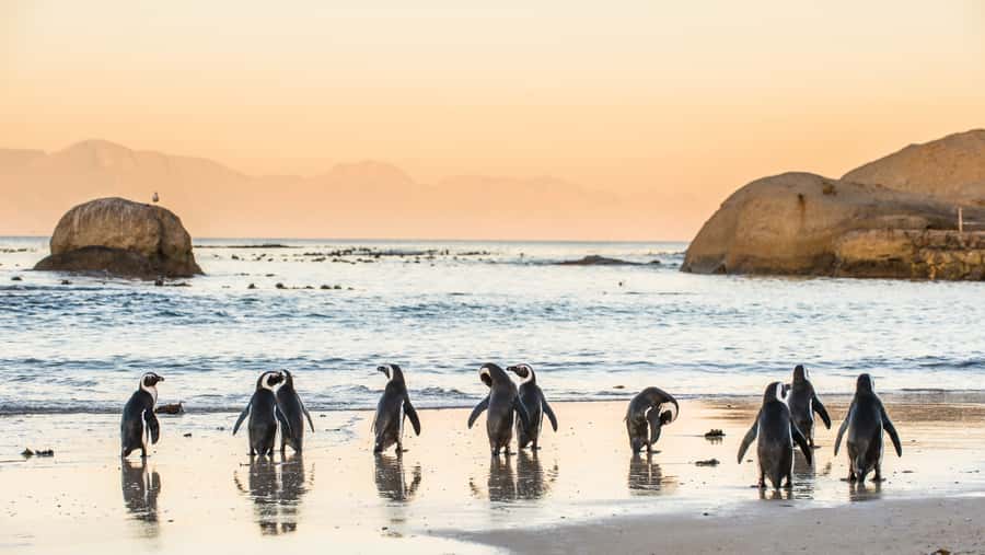 Cape Town: Peninsula, Penguins & Cape of Good Hope Day Tour - Is This Cape Peninsula Tour Worth Booking?